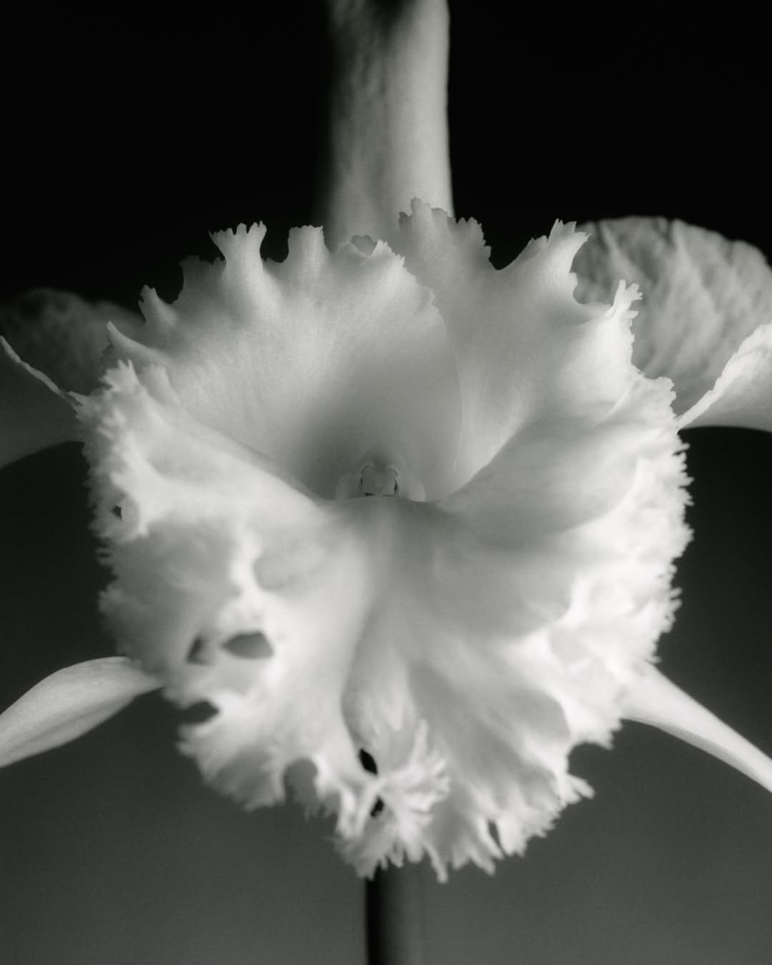 @dior SS 2026 haute couture