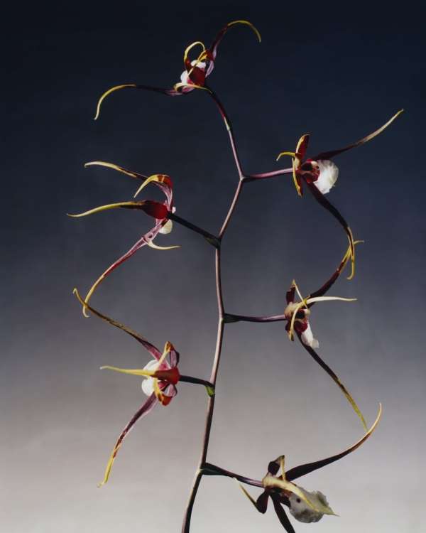 @dior SS 2026 haute couture