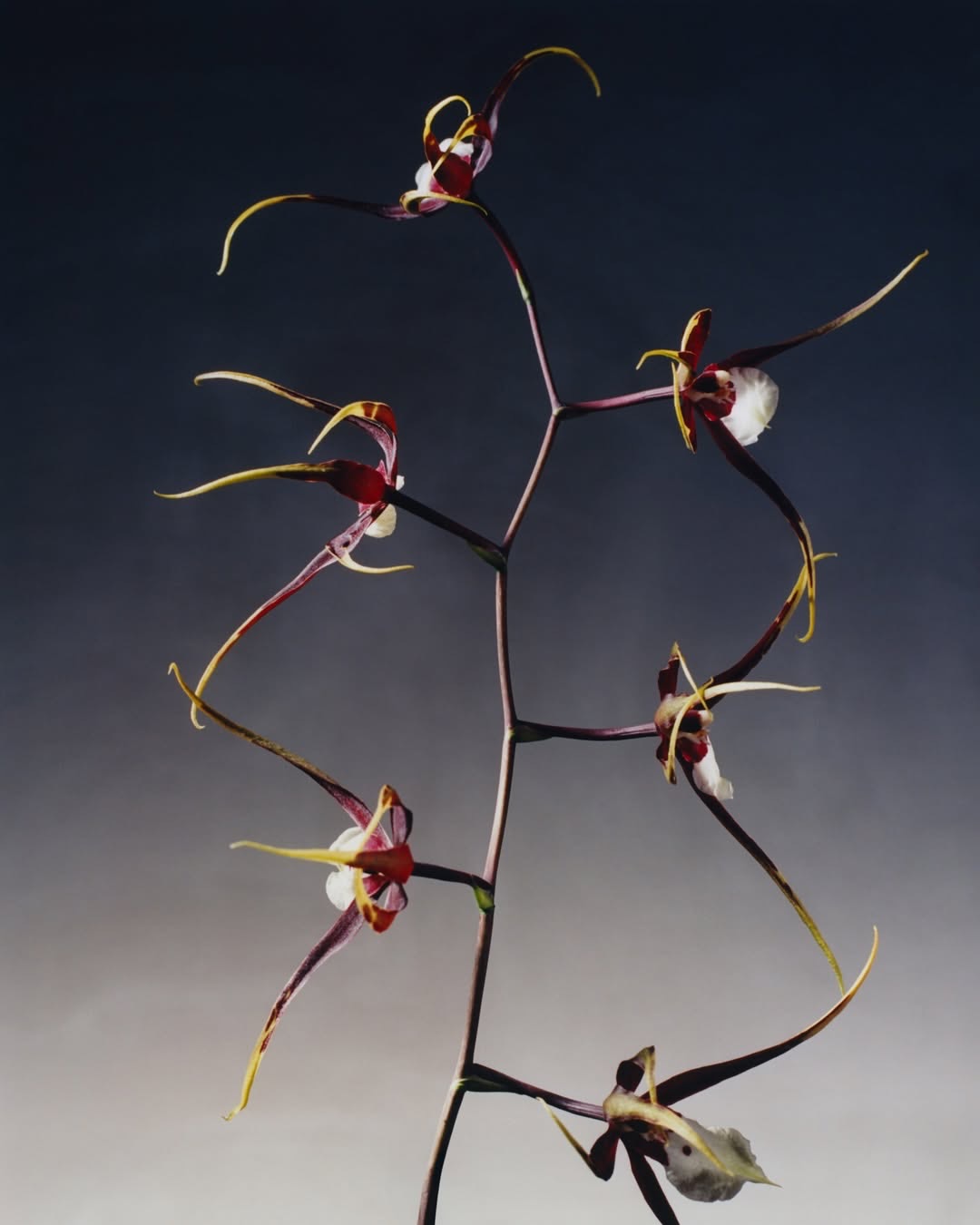 @dior SS 2026 haute couture