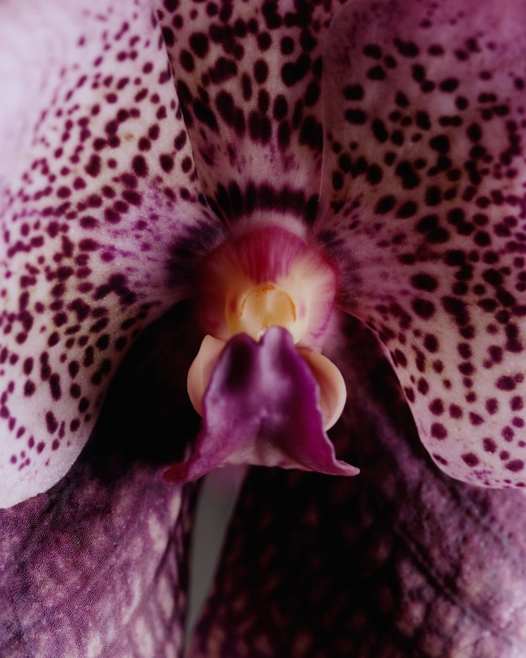 @dior SS 2026 haute couture