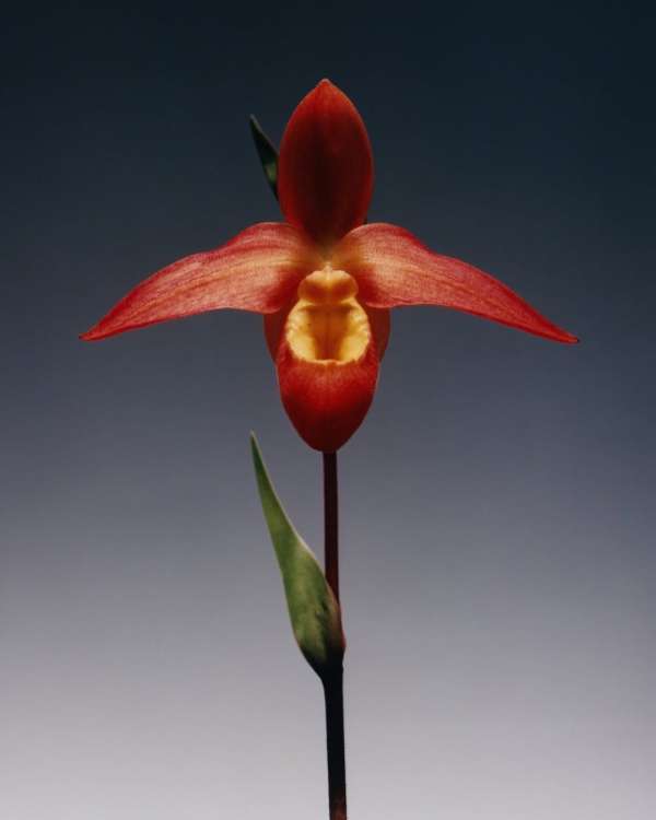 @dior SS 2026 haute couture