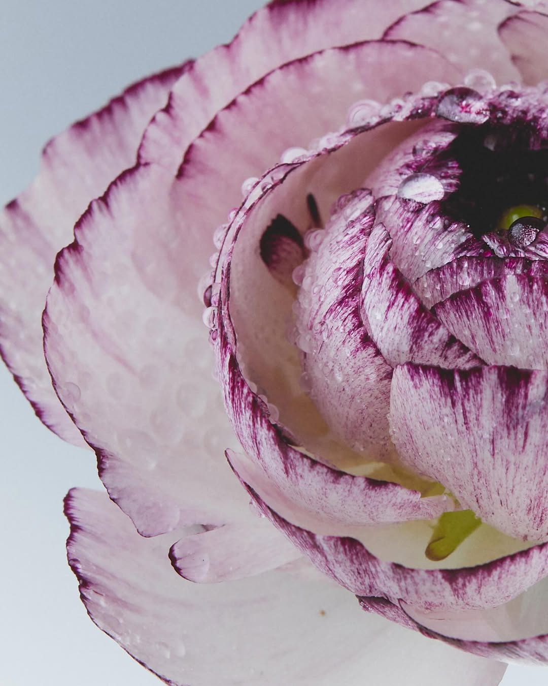 <a href="/kazumi-miyamae">Kazumi Miyamae</a> <span style="text-transform: none; white-space: nowrap;">Feb. 26</span>