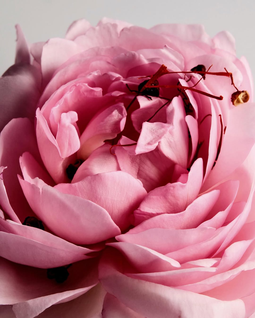 Brooke Shanesy