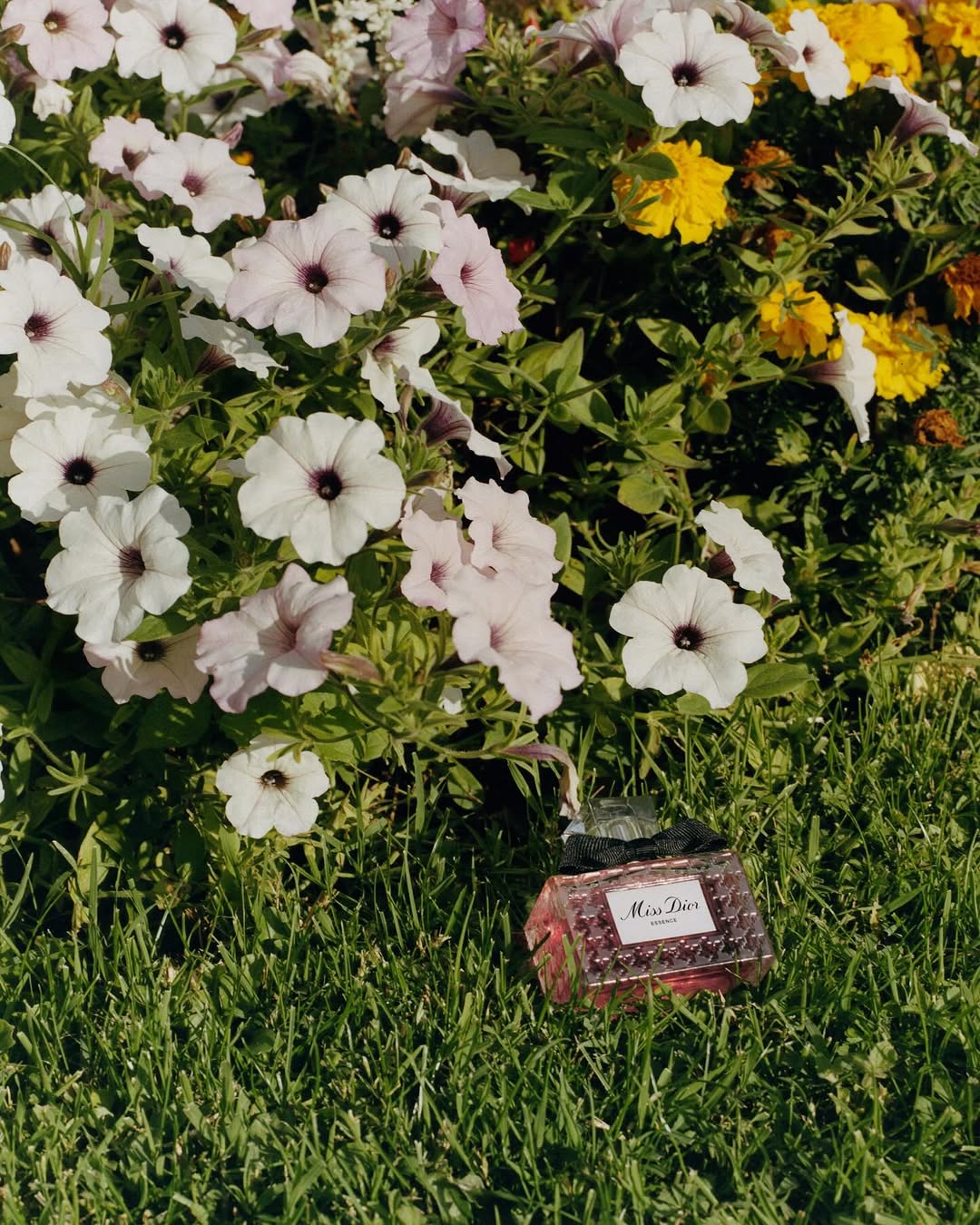 Jean-Marie Binet X Dior