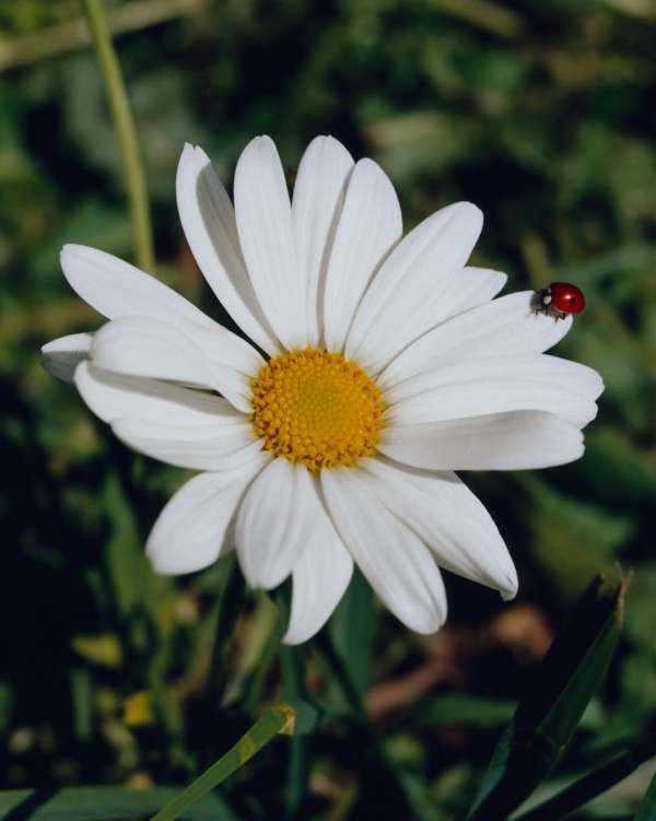 Cadence Image