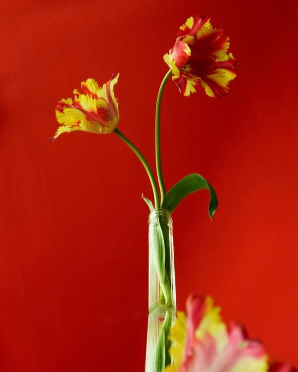 Beth Galton