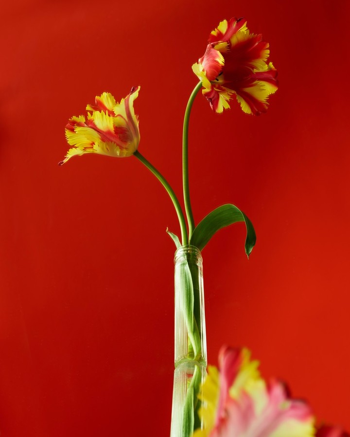 Beth Galton