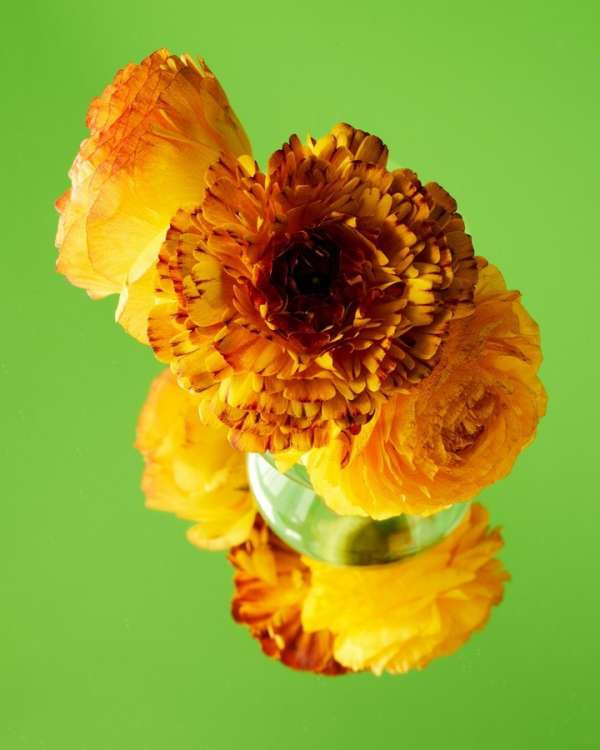 Beth Galton