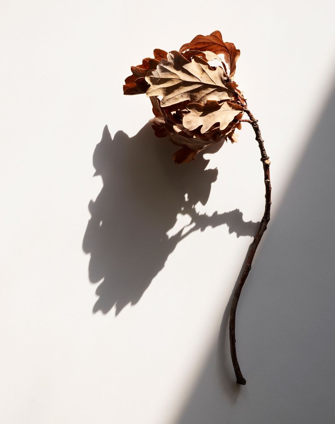 Beth Galton