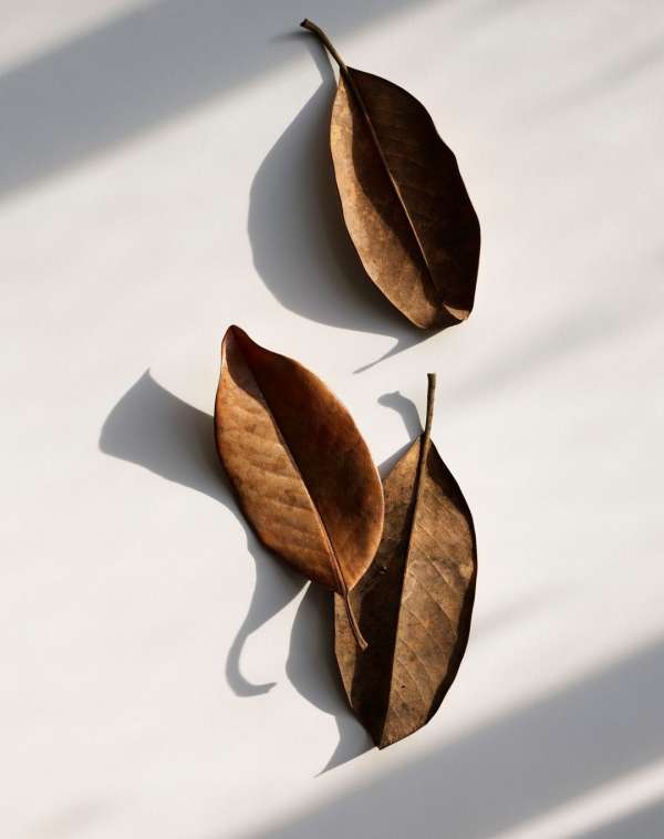 Beth Galton