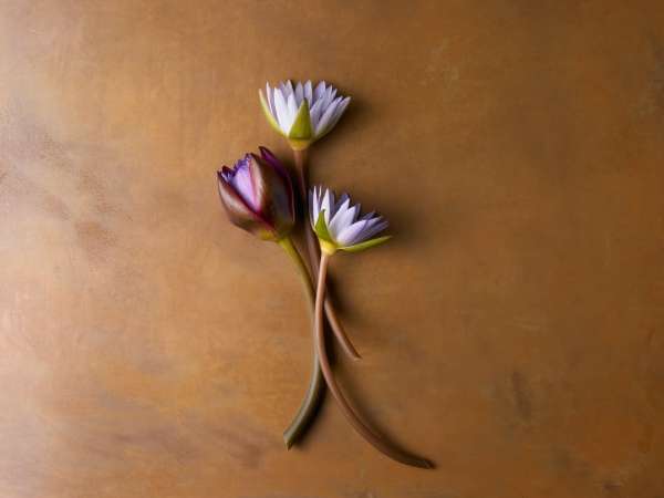 Beth Galton