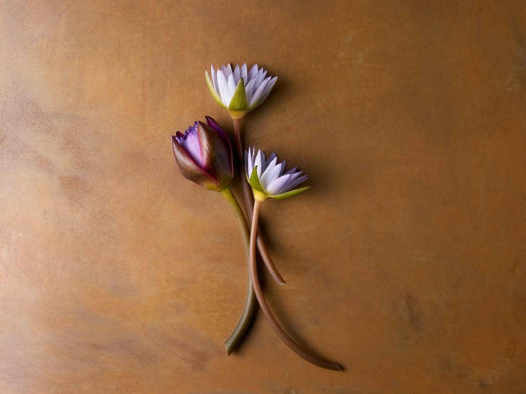 Beth Galton