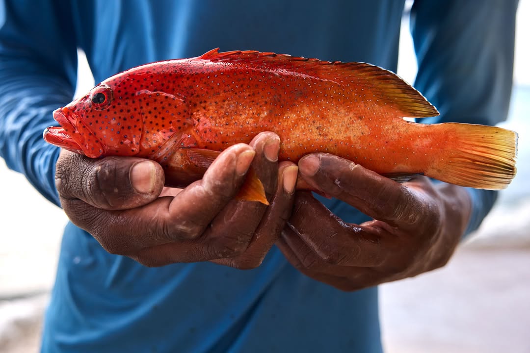 Alberto Oviedo X Delta Nov. 25