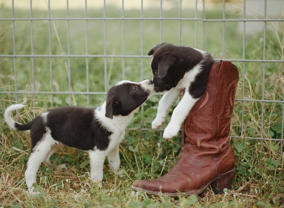 Olivia Bee X Range Revolution