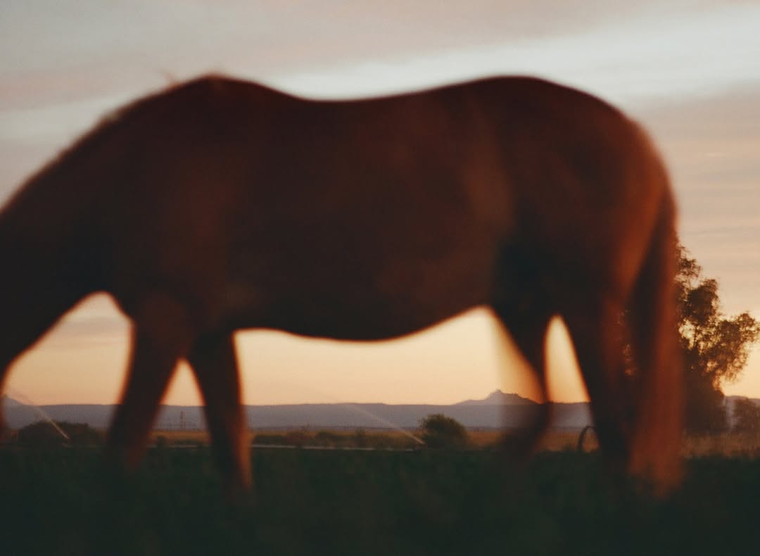 Olivia Bee X Range Revolution