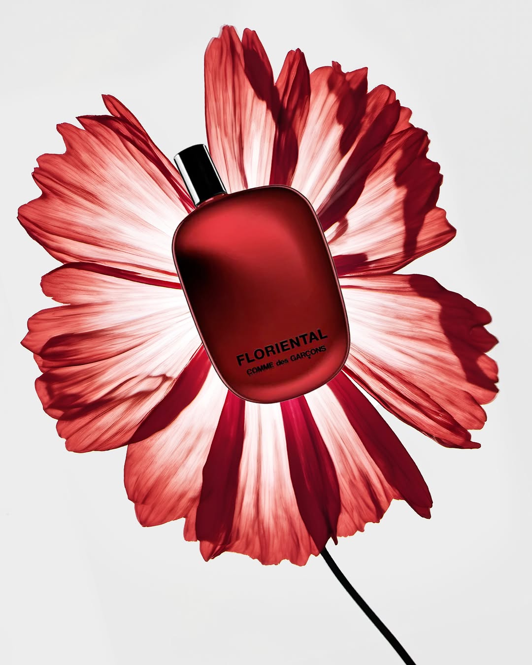 MCAS Bureau X COMME des GARÇONS parfums Oct. 24