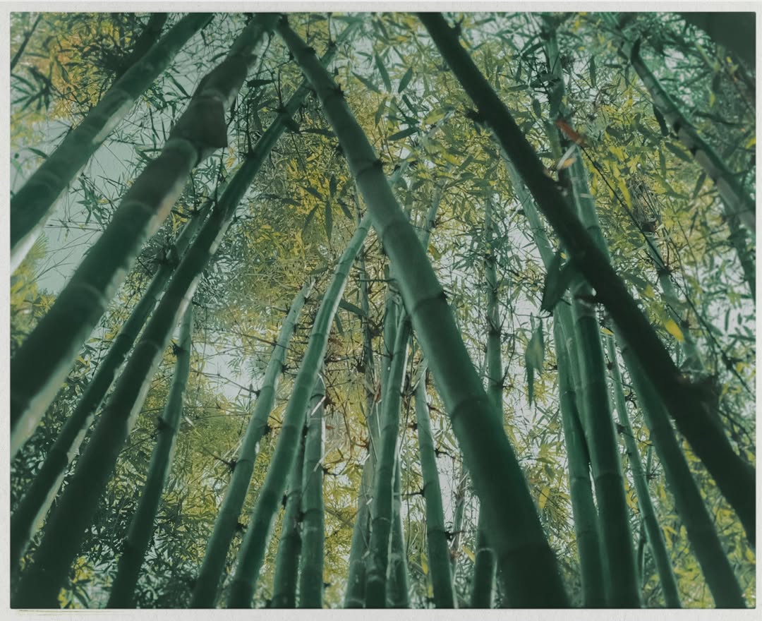 Charlotte Deregnieaux