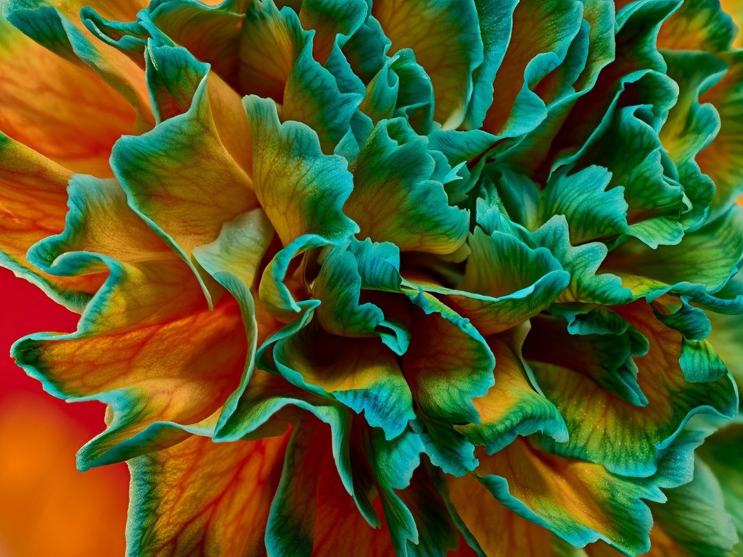 Savia Bruta Florist |  Jan. 24