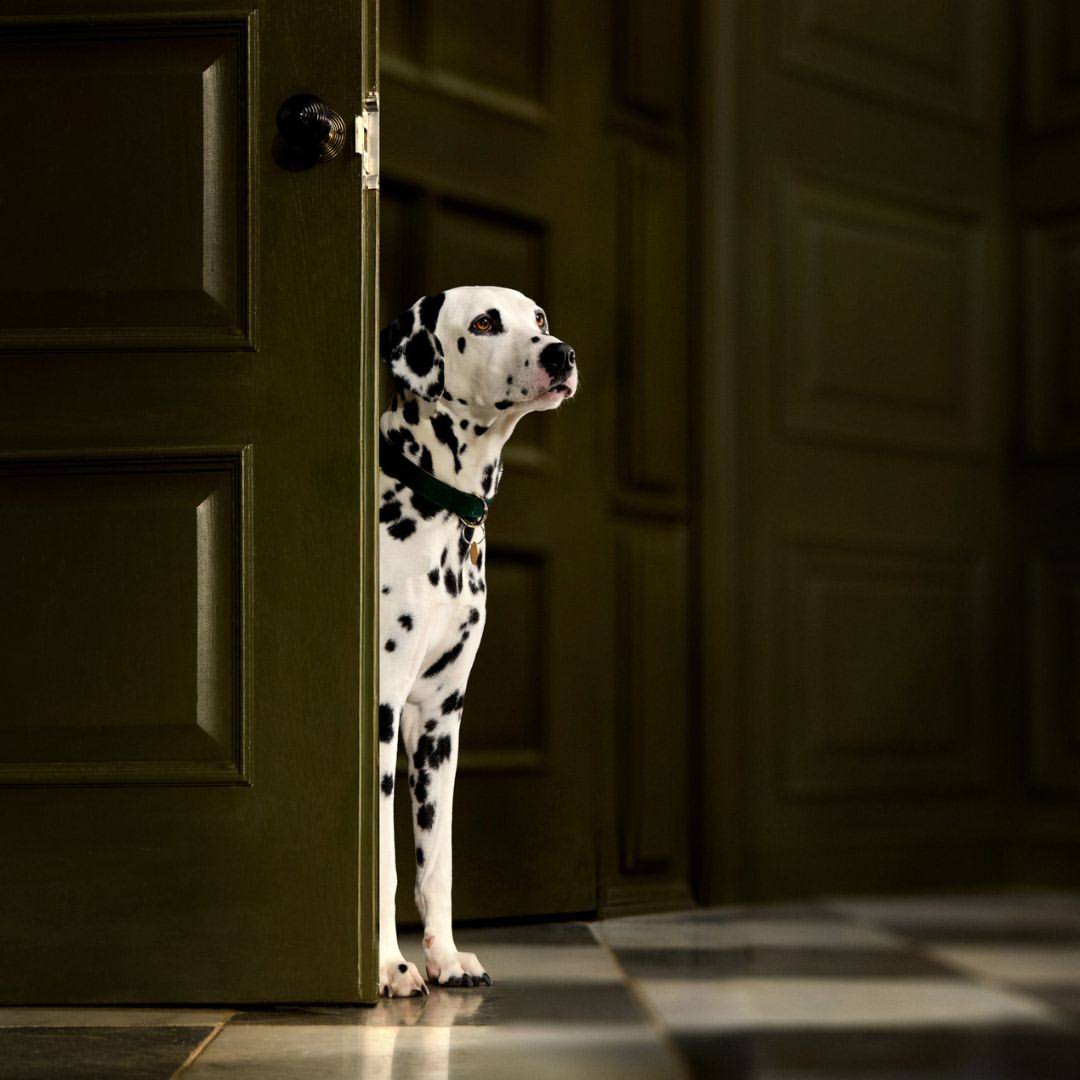 Catherine Falls X Crufts