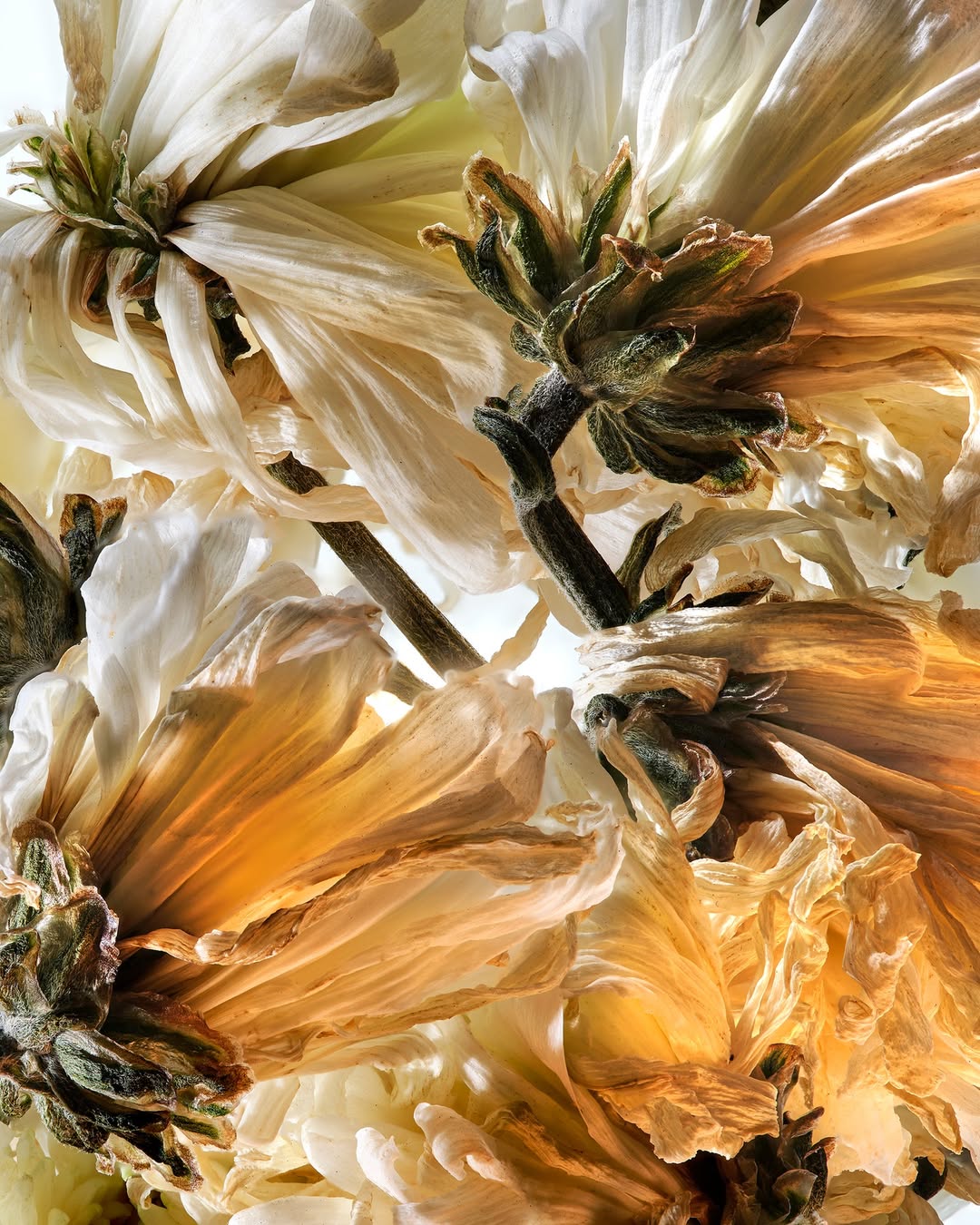 SPRING BLOOM SE 04/10/26