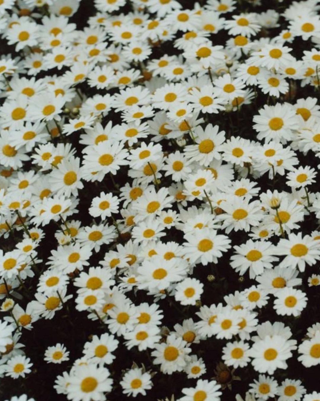 librairie Yvon Lambert |  Jan. 23