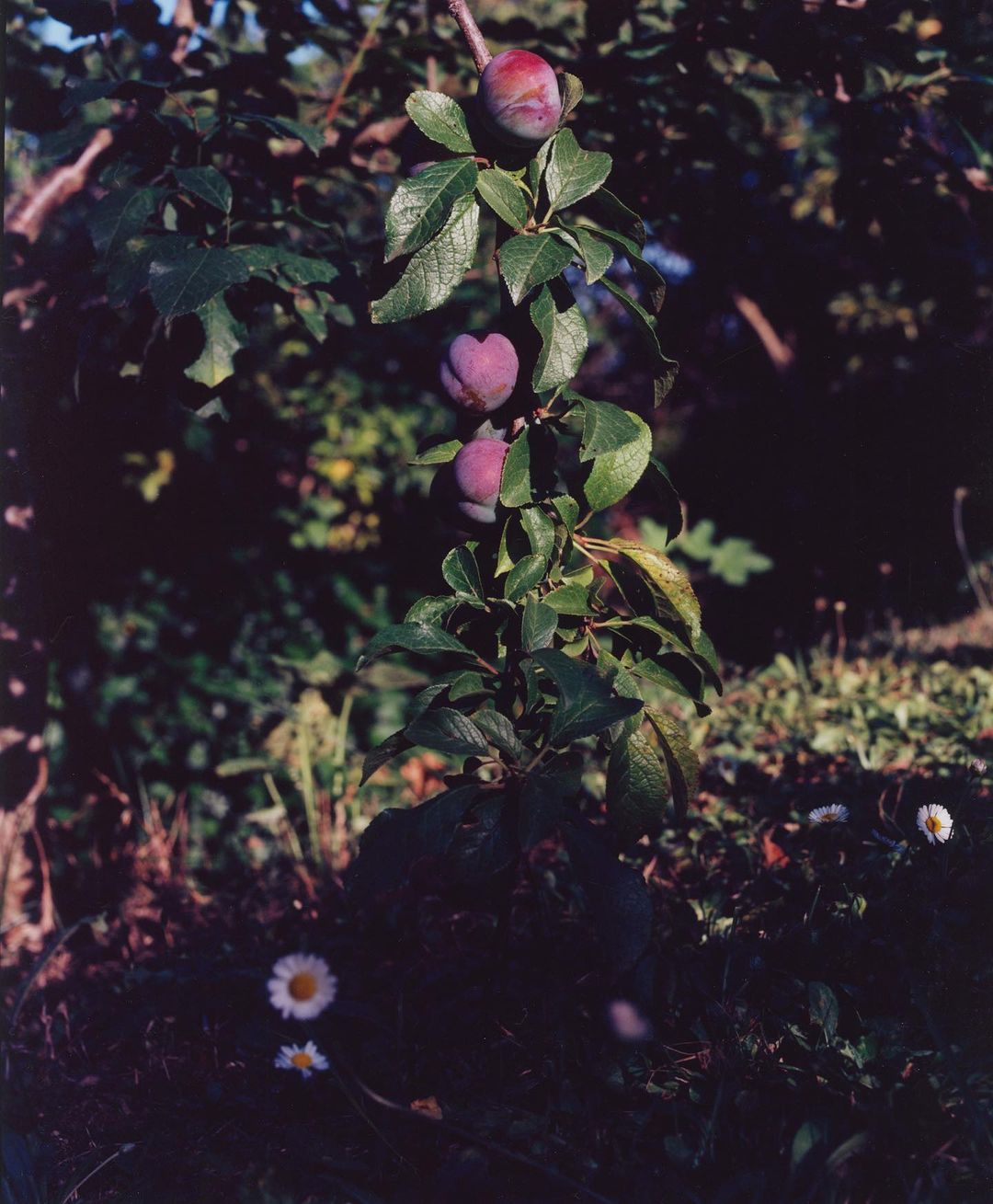 Sapir Bachar |  Oct. 23