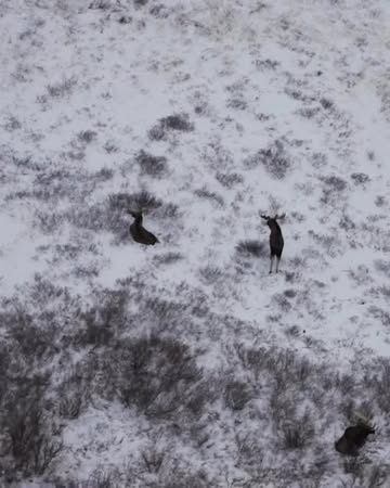 SNOW GOOSE by Haider Ackermann // @canadago...