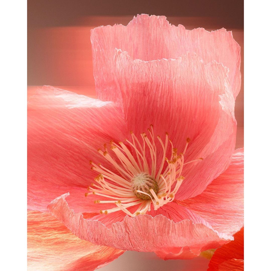 Jo Malone London |  Sep. 19