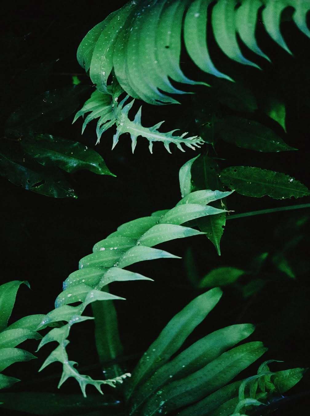 Daniel Shea X Atmos Dec. 25