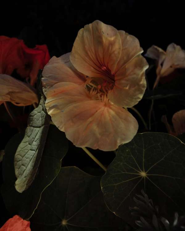 Dave Greer