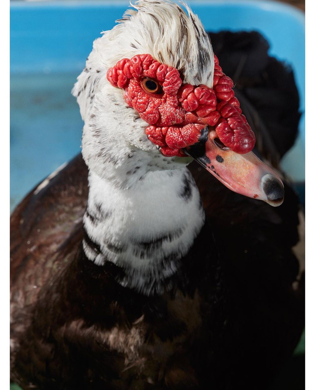 National Geographic |  Apr. 21