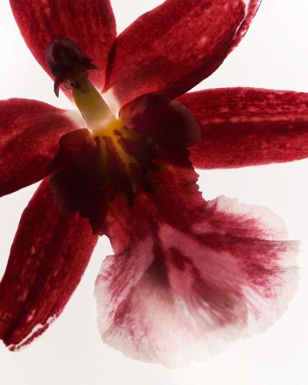 Cigarette Paper by our floral stylist @tara...