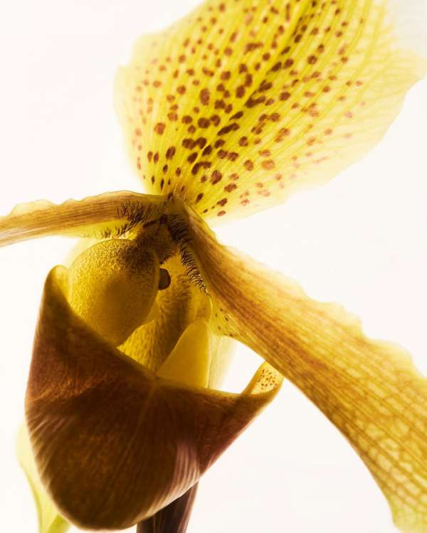 Cigarette Paper by our floral stylist @tara...