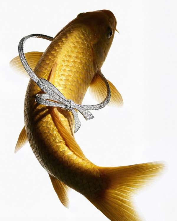 @graff High jewellery with Koi fishes