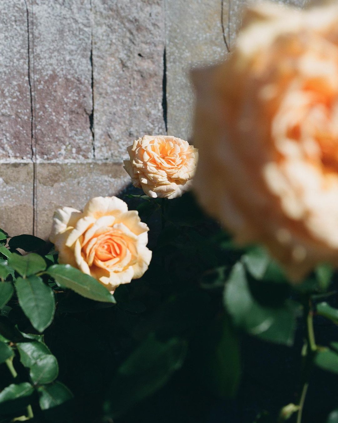 The New York Times |  Oct. 23