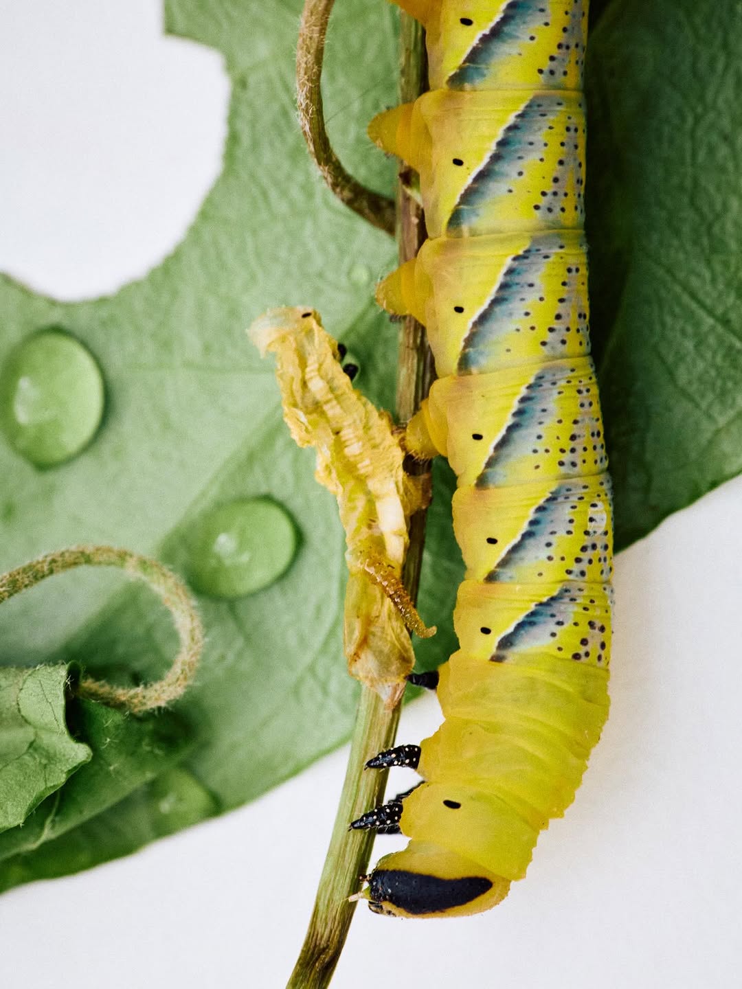 Douce d’Ivry Apr. 26