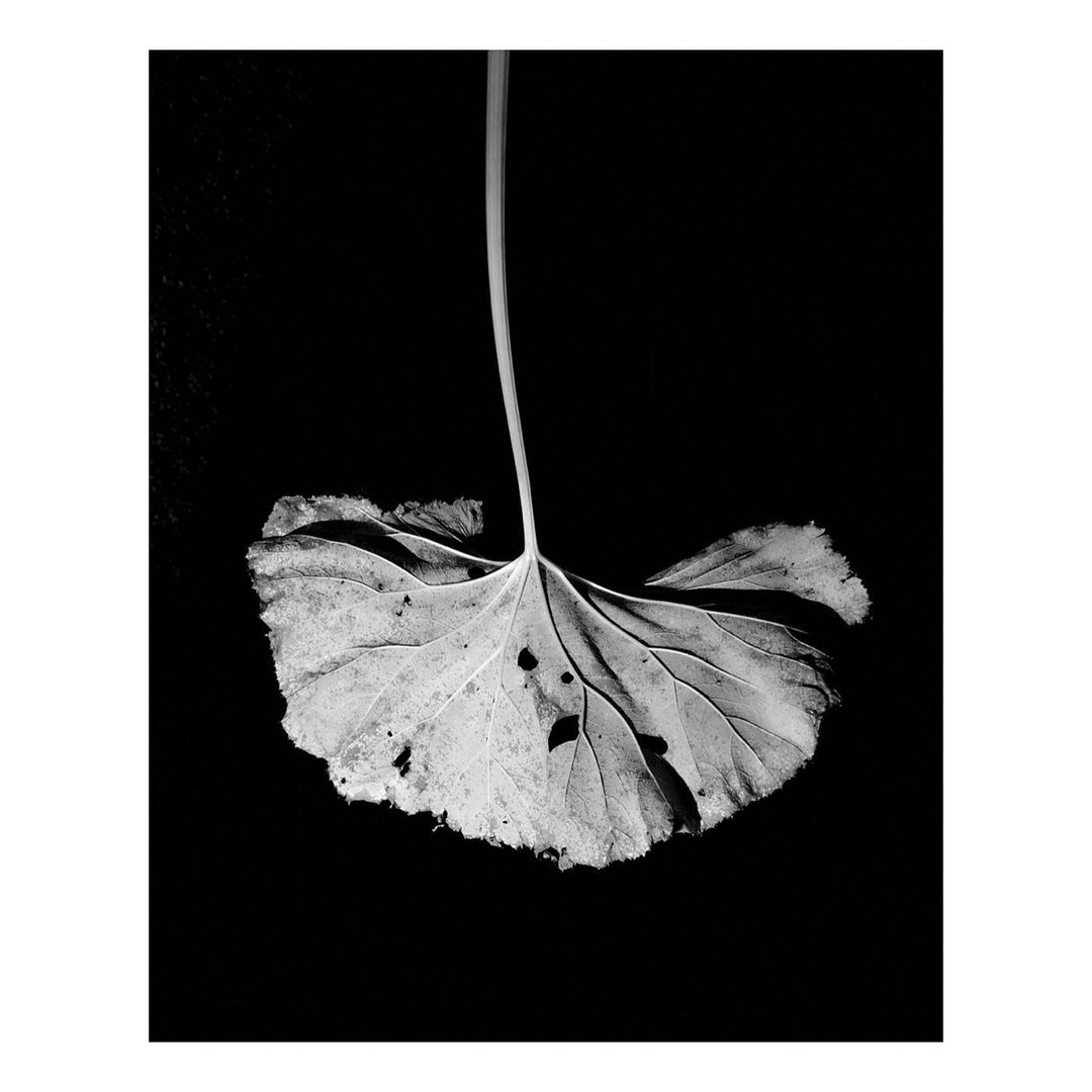 The Plant |  Nov. 21