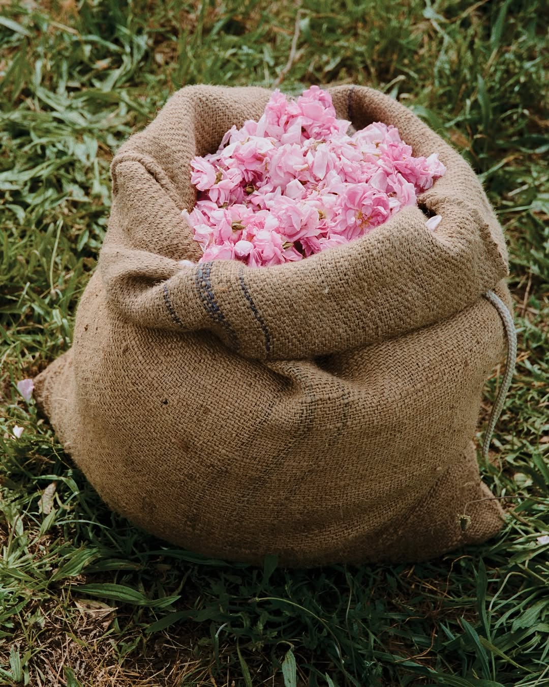 Iris Humm X WSJ. Magazine Sep. 26