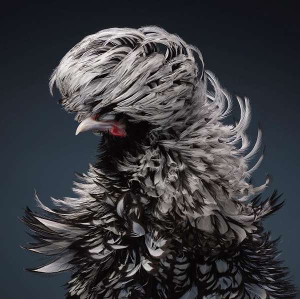 Tim Flach