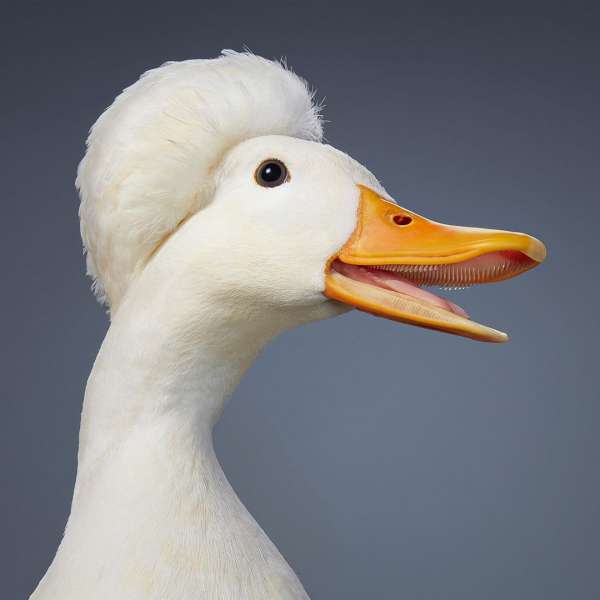 Tim Flach