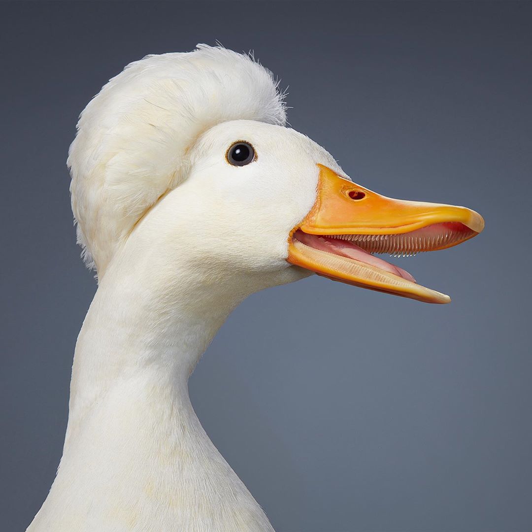 Tim Flach