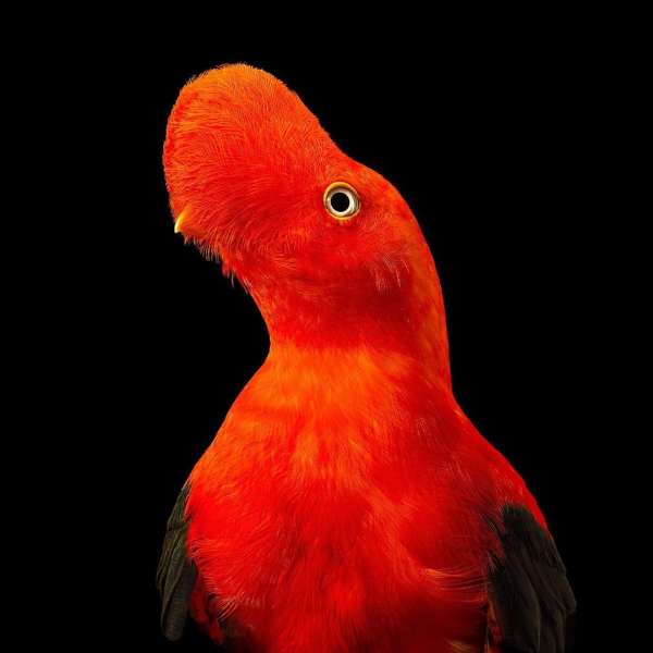 Tim Flach