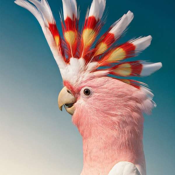 Tim Flach