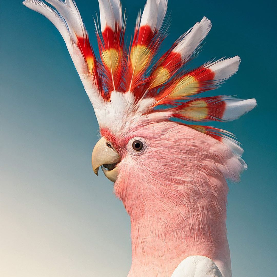 Tim Flach