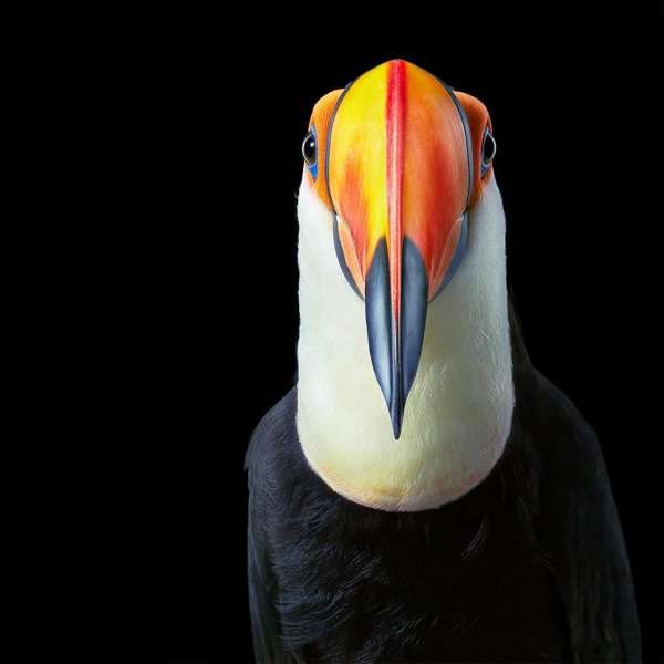 Tim Flach