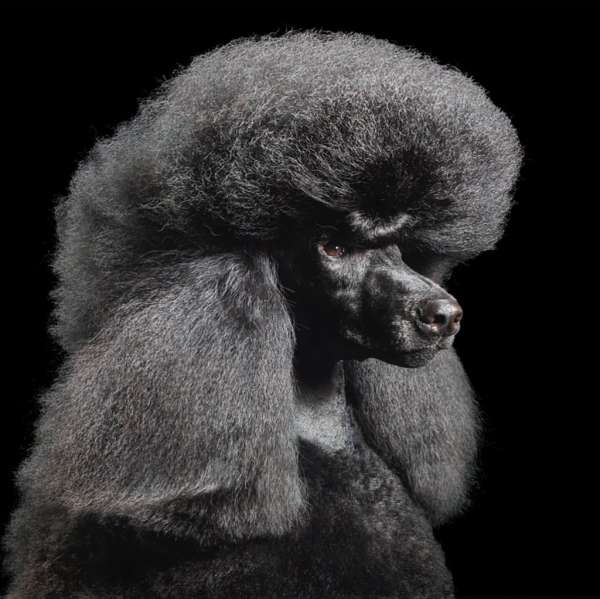 Tim Flach