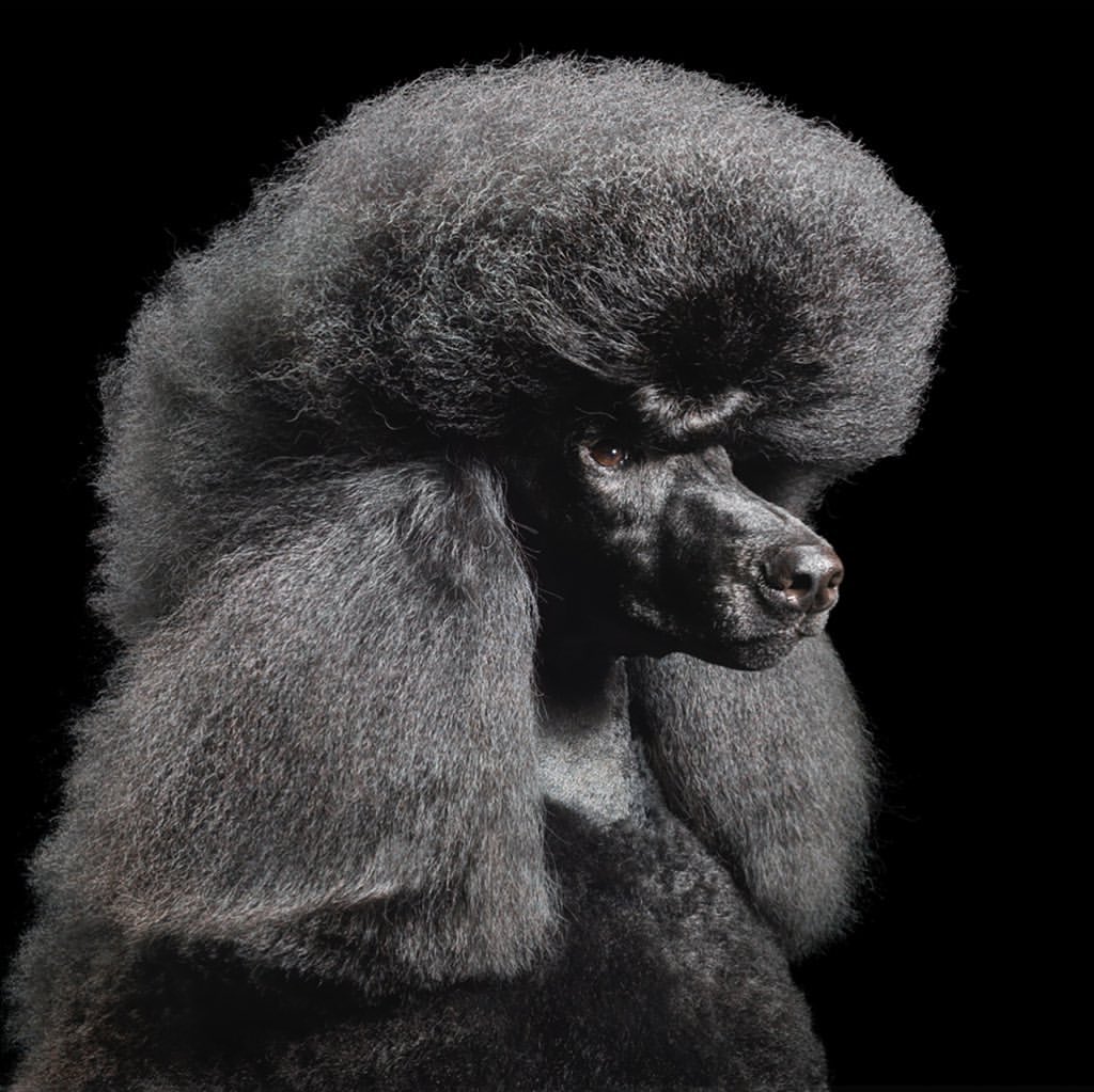 Tim Flach
