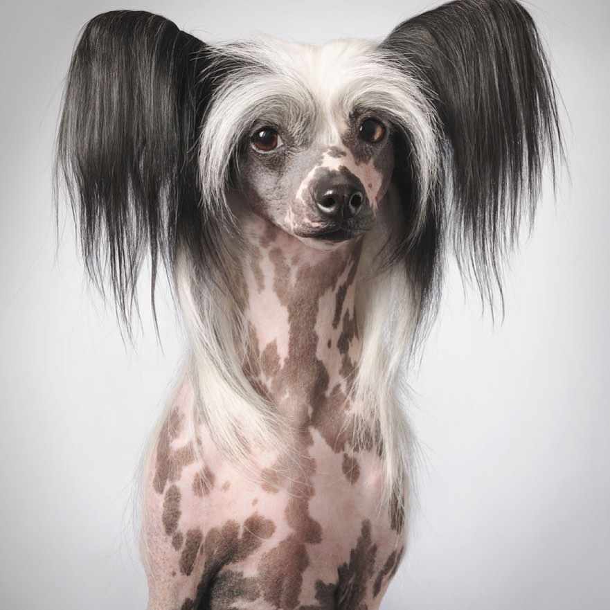 Tim Flach