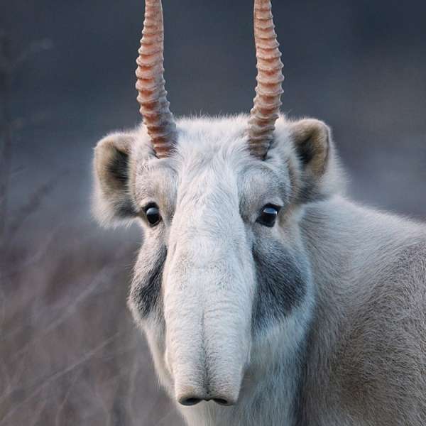 Tim Flach