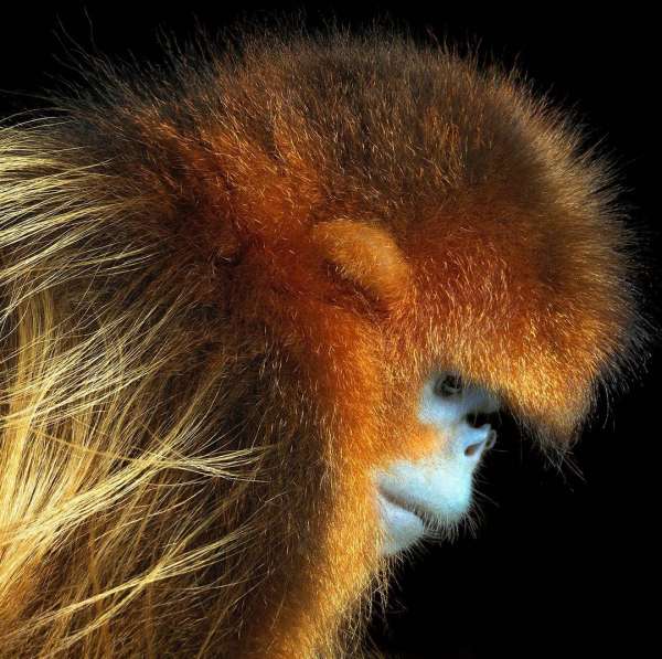 Tim Flach